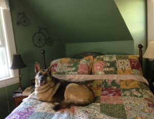German shepherd on a bed in one of the rooms